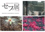 【フォト科 卒業生情報！】田島可奈子さん、甲斐千絵里さん、イチカワミキさんよる写真展示イベント『セプ展』が9/20～9/25の5日間弘重ギャラリーにて開催します！